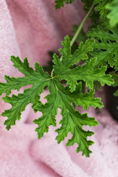 Scented geranium leaf