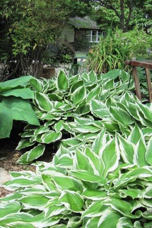 Variegated hosta foliage