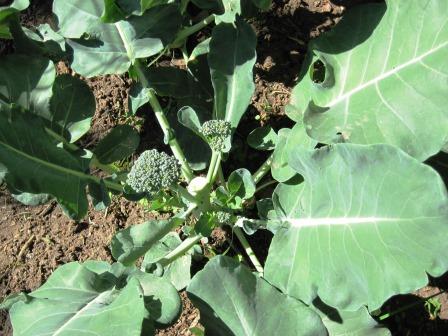 Secondary heads developing after removal of central head